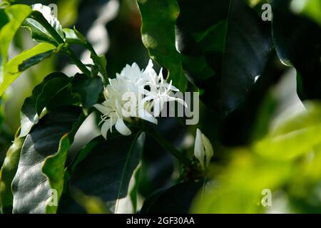 Caffè fiorito in dettaglio, in una fattoria di caffè a Minas Gerais, Brasile Foto Stock
