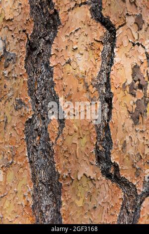 Particolare della corteccia di pino Ponderosa Foto Stock