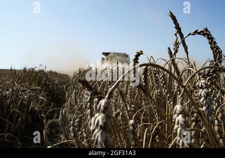 Lebrade, Germania. 23 Agosto 2021. Una mietitrebbia lancia la pula e la paglia all'indietro sul cingolo in un campo di grano mentre funziona. Il bilancio del raccolto di quest'anno è stato presentato alla conferenza stampa del raccolto 2021. Credit: Axel Heimken/dpa/Alamy Live News Foto Stock