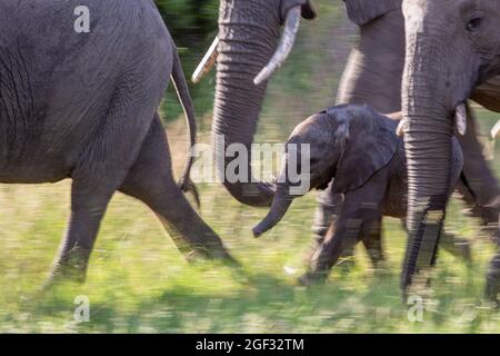 Un vitello elefante, Loxodonta africana, cammina con la mandria, movimento sfocato Foto Stock