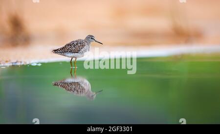 In acque poco profonde si trova un sandpiper in legno, Tringa glareola Foto Stock