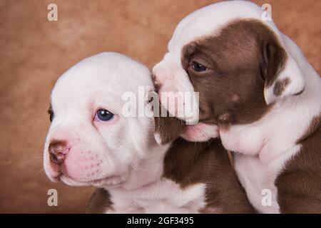 Due divertenti cuccioli di Bullies americani su sfondo marrone Foto Stock
