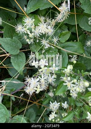 BARBA DI VECCHIO CLEMATIS vitalba. Foto: Tony Gale Foto Stock