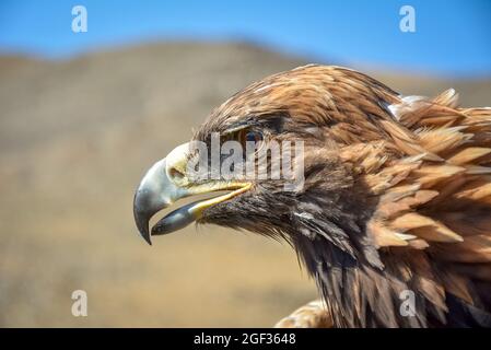 Aquile d'oro colpo di testa, Mongolia. Foto Stock