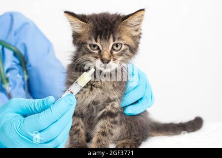 Il veterinario dà al gattino una cura per i vermi. Prevenzione e trattamento dei gatti, clinica veterinaria. Foto Stock