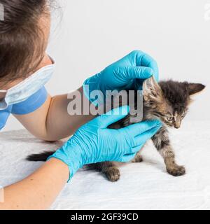 Il veterinario esamina l'orecchio del gattino. Parassiti dell'orecchio, otite, malattie negli animali e nei gatti. Foto Stock