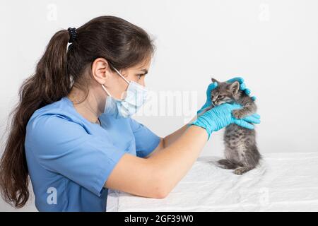 Esame del gattino di uno o due mesi. Clinica veterinaria, prevenzione e trattamento di malattie nei gatti Foto Stock