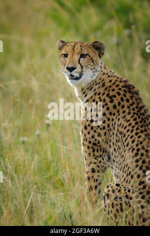 Cheetah (Acinonyx jubatus). Sudafrica Foto Stock