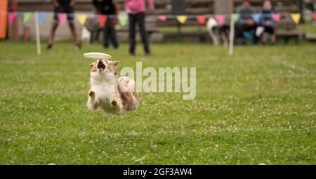 Disco Dog. Un animale durante uno spettacolo di Frisbee Dog. Foto Stock