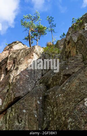 Scogliera con alberi di pino sulla cima Foto Stock