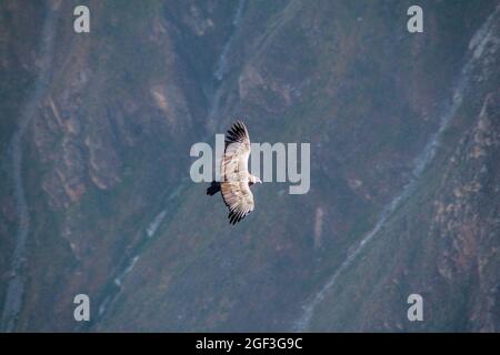 Condor andino (Vultur gryphus) che vola sul Canyon del Colca, in Perù Foto Stock