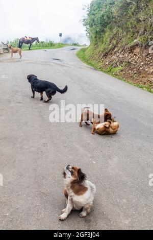 Cani su una strada nel Perù settentrionale Foto Stock