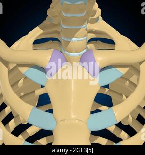 Illustrazione 3D del concetto di capsula articolare Anatomia per il medico Foto Stock