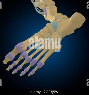Illustrazione 3D del concetto di capsula articolare Anatomia per il medico Foto Stock