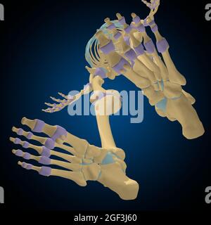 Illustrazione 3D del concetto di capsula articolare Anatomia per il medico Foto Stock