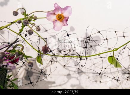 Mostra di fiori al coperto presso il Berkshire Botanical Garden Stockbridge Massachusetts Foto Stock