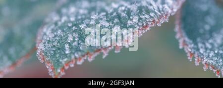 Inverno in giardino. Le foglie di rosa sono coperte di gelo, primo piano, profondità di campo poco profonda, tonificanti Foto Stock