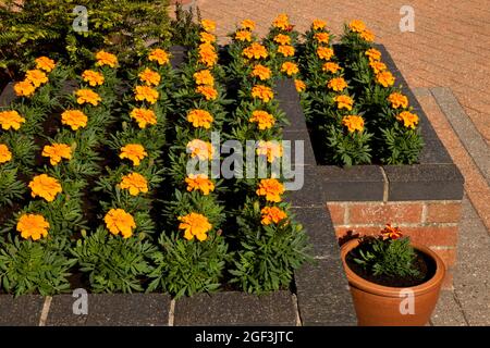 Letto di fiori rialzato su un patio e una pentola Foto Stock