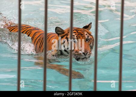 Tigre bengala in gabbia zoo mostra spettacolo di nuoto Foto Stock