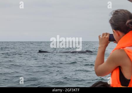 PUERTO LOPEZ, ECUADOR - 2 LUGLIO 2015: I turisti guardano la megattere (Megaptera novaeangliae) nel Parco Nazionale di Machalilla, Ecuador Foto Stock