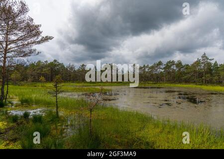 Pittoresca torbiera e paesaggio di lago blu sotto un cielo espressivo con nuvole bianche Foto Stock