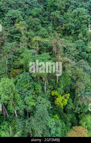 Foresta nuvolosa vicino a Mindo, Ecuador. Foto Stock