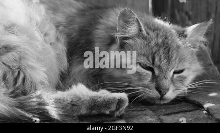 Il gatto soffocato è spiovente. Ritratto di un gatto grigio. Foto Stock