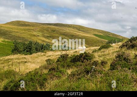 Tor y Foel Hill visto da Bwlch y Waun sopra la Valle di Talybont, Parco Nazionale di Brecon Beacons Foto Stock