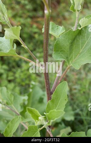 Arctium lappa foglie e fiori freschi Foto Stock