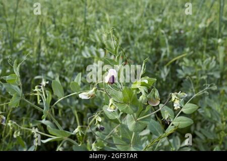 Pisum sativum susp. Arvense in fiore Foto Stock
