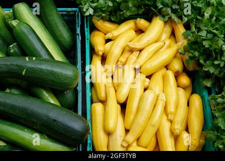 Ortaggi biologici freschi : zucchine gialle e verdi e coriandolo Foto Stock