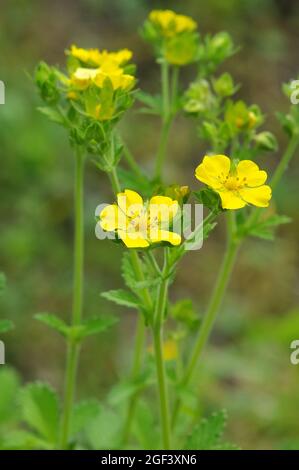 Cinquefolii, Fingerkräuter, Potentilla sericea, pimpó Foto Stock