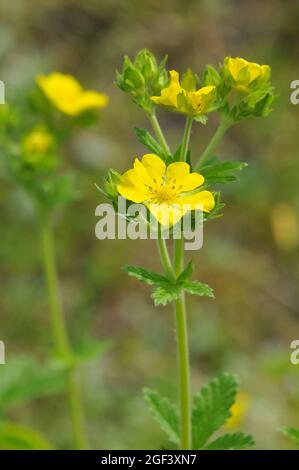 Cinquefolii, Fingerkräuter, Potentilla sericea, pimpó Foto Stock