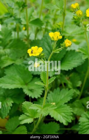 Cinquefolii, Fingerkräuter, Potentilla sericea, pimpó Foto Stock