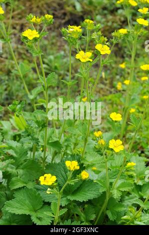 Cinquefolii, Fingerkräuter, Potentilla sericea, pimpó Foto Stock