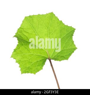 Foglia verde fresco di piede di Coltsfoot isolato su sfondo bianco. Lato assiale lamella Foto Stock