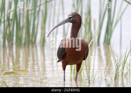 Glossy ibis (Plegadis falcinellus) nel Delta del Danubio Foto Stock