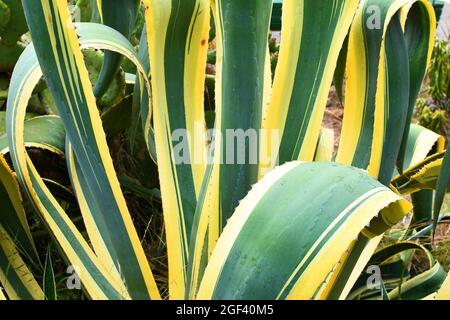 Primo piano delle foglie di Agave americana Marginata; foglie verdi con strisce gialle lungo i margini di ogni foglia. Foto Stock