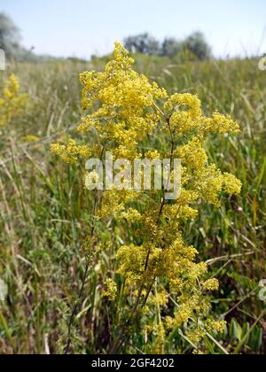 Cannuccia gialla, cannuccia da donna, Echtes Labkraut, Galium verum, tejoltó galaj, Ungheria, Magyarország, Europa Foto Stock