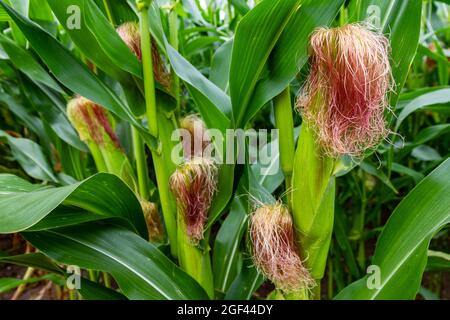 Mais seta su mais biocarburante raccolto Suffolk Foto Stock