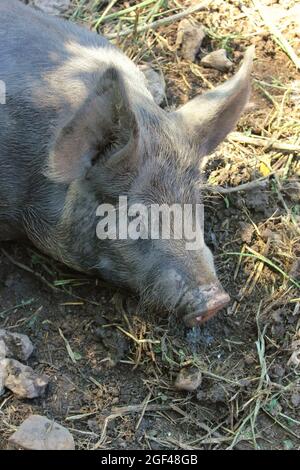 Un maiale fangoso e un porco appeso intorno alla penna di maiale sporco in una luminosa giornata estiva di sole. Foto Stock