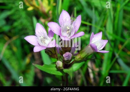 Chiltern gentian, Deutsche Fransenenzian, Deutscher Kranzenzian, Wettstein-tárnicska, Gentiana germanica, Alpi, Europa Foto Stock