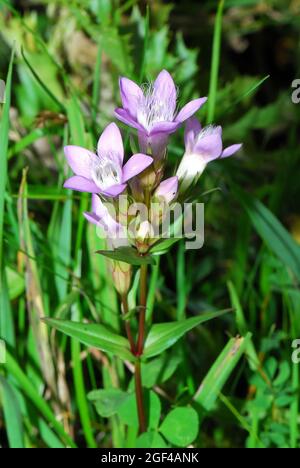 Chiltern gentian, Deutsche Fransenenzian, Deutscher Kranzenzian, Wettstein-tárnicska, Gentiana germanica, Alpi, Europa Foto Stock