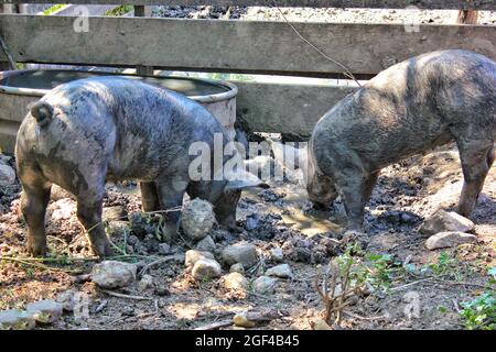 Un maiale fangoso e un porco appeso intorno alla penna di maiale sporco in una luminosa giornata estiva di sole. Foto Stock