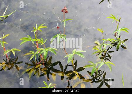 Branchi di palude viola, olio di cinquefoil di palude e olio di cinquefoil di palude, Sumpf-Blutauge, Comarum palustre, tőzegeper, Estonia, Europa Foto Stock