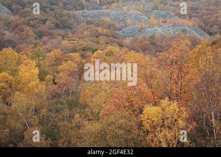 Il bottino dei cumuli di Moss Rigg legno vicino Hodge ha vicino cava in Cumbria Foto Stock