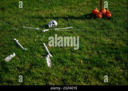 Cranio umano sdraiato sul prato con zucche. Decorazione di Halloween e concetto d'autunno. Foto Stock