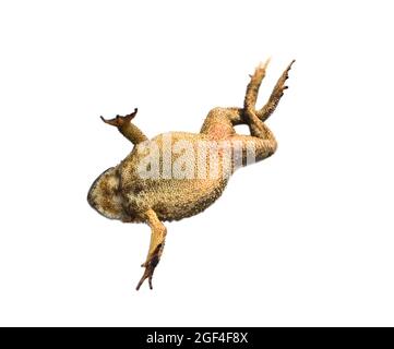 Giardino sud asiatico toad (Bufo melanostictus) dal Vietnam. Gli anfibi sono isolati su sfondo bianco. Vista dal lato della pancia Foto Stock