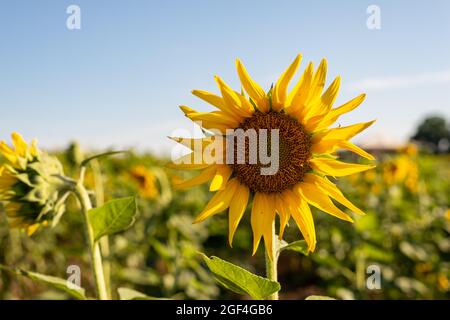 I girasoli mostrano i loro colori vivaci e appaiono gioiosi in una splendida giornata estiva. Foto Stock