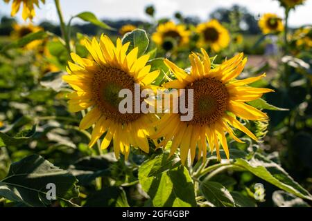 I girasoli mostrano i loro colori vivaci e appaiono gioiosi in una splendida giornata estiva. Foto Stock